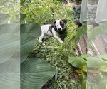 Small #6 Pekingese Mix