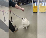 Small American Eskimo Dog