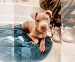 Small #4 American Pit Bull Terrier
