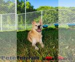 Small #2 Carolina Dog Mix