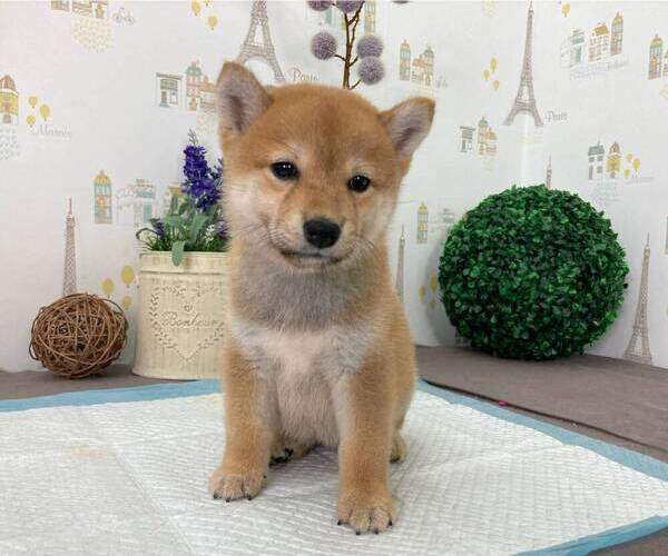 Medium Photo #4 Shiba Inu Puppy For Sale in NEW YORK, NY, USA