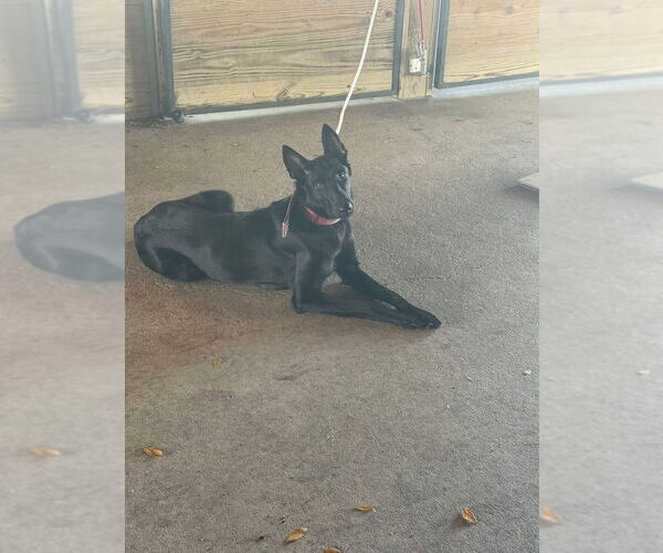 Medium Photo #6 Mutt Puppy For Sale in Imlay City, MI, USA