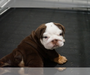 Bulldog Puppy for sale in SIMPSONVILLE, SC, USA