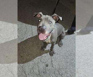Chinese Shar-Pei-Great Dane Mix Dogs for adoption in San Antonio, TX, USA