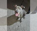 Small Chinese Shar-Pei-Great Dane Mix
