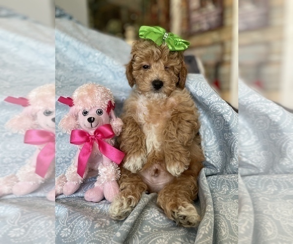 Medium Photo #2 Maltipoo Puppy For Sale in FEASTERVILLE TREVOSE, PA, USA