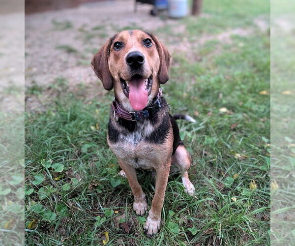Medium Photo #5 Mutt Puppy For Sale in Vail, AZ, USA