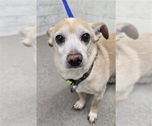 Chihuahua-Unknown Mix Dogs for adoption in San Bernardino, CA, USA