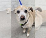 ALAKAZAM - Male Chihuahua-Unknown Mix Dog for Adoption - Small photo