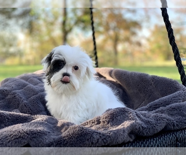 Medium Photo #7 Cavapoo Puppy For Sale in HOUSTON, TX, USA
