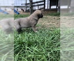 Small Photo #16 Anatolian Shepherd Puppy For Sale in ROBSTOWN, TX, USA