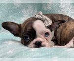 Small Photo #8 Faux Frenchbo Bulldog Puppy For Sale in LAKELAND, FL, USA