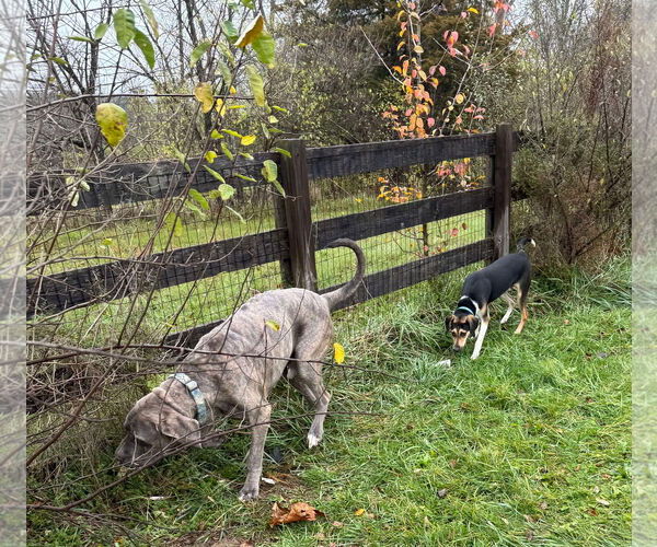 Medium Photo #16 Treeing Walker Coonhound-Unknown Mix Puppy For Sale in Germantown, OH, USA