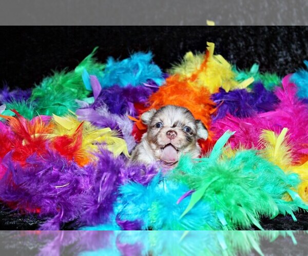 Medium Photo #3 Chihuahua Puppy For Sale in CHARLESTON, AR, USA