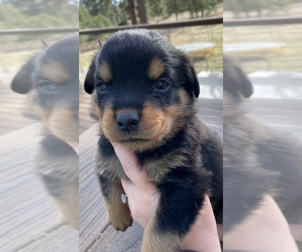 Medium Photo #1 Rottweiler Puppy For Sale in ELBERT, CO, USA