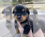 Small Photo #1 Rottweiler Puppy For Sale in ELBERT, CO, USA