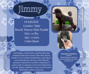 Poodle (Miniature) Dogs for adoption in Rancho Cordova, CA, USA