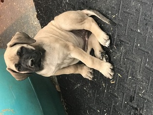 Mastiff Puppy for sale in BIDWELL, OH, USA