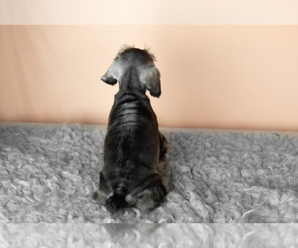 Medium Photo #20 Schnauzer (Miniature) Puppy For Sale in MILLERSBURG, IN, USA