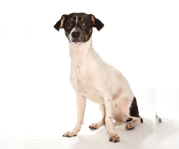 Medium Photo #2 Dachshund Puppy For Sale in Oakland Park, FL, USA