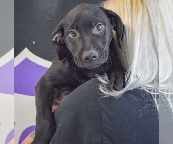 Medium Photo #4 Mutt Puppy For Sale in Huntley, IL, USA