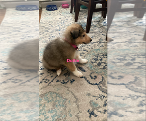 Collie Puppy for sale in IRON MOUNTAIN, MI, USA