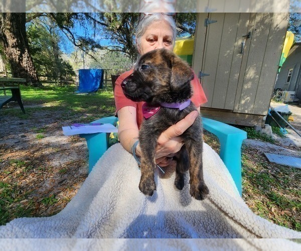Medium Photo #3 Mastador Puppy For Sale in BROOKSVILLE, FL, USA