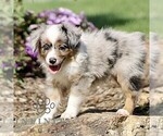 Small #1 Miniature Australian Shepherd