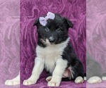 Small Photo #6 Border Collie Puppy For Sale in KIRKWOOD, PA, USA