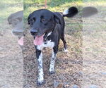 Small #3 Labrador Retriever Mix