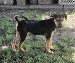 Small #1 Dachshund Mix