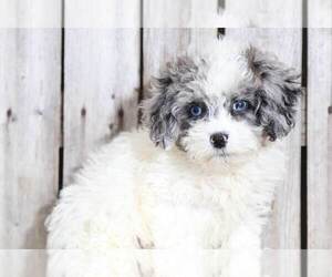 Shih-Poo Puppy for sale in MOUNT VERNON, OH, USA