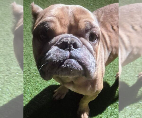 Medium Photo #1 Free-Lance Bulldog Puppy For Sale in Oakland Park, FL, USA