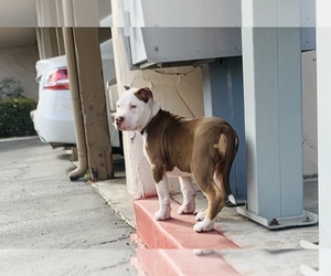 American Bully Puppy for sale in OCEANO, CA, USA