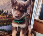 Small #5 Alaskan Husky