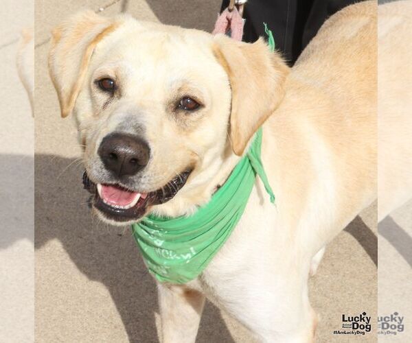 Medium Photo #5 Labrador Retriever-Unknown Mix Puppy For Sale in Washington, DC, USA