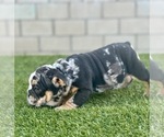 Small Photo #7 English Bulldog Puppy For Sale in FRESNO, CA, USA