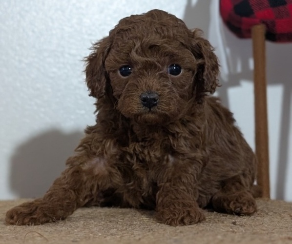 Medium Photo #58 Poodle (Miniature) Puppy For Sale in GOSHEN, IN, USA