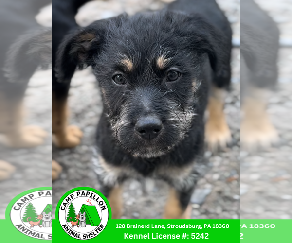 Medium Photo #2 German Shepherd Dog-Poodle (Miniature) Mix Puppy For Sale in Stroudsburg, PA, USA