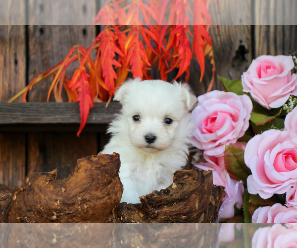 Medium Photo #3 Maltese Puppy For Sale in BALTIC, OH, USA