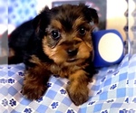 Small #7 Yorkshire Terrier