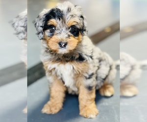 Miniature Bernedoodle-Poodle (Miniature) Mix Puppy for Sale in DURHAM, North Carolina USA