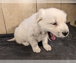 Small Photo #12 Golden Retriever Puppy For Sale in WOOSTER, OH, USA