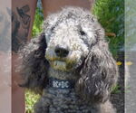 Small #4 Poodle (Standard)