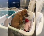 Small #2 Mutt