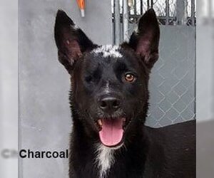 Charcoal - Male Mutt Dog for Adoption - Photo #4