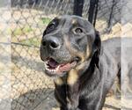 Small #2 Labrador Retriever Mix