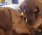 Small Photo #13 Labrador Retriever Puppy For Sale in BUFFALO, NY, USA
