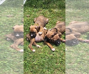 Boxer Puppy for sale in RICHMOND, IN, USA
