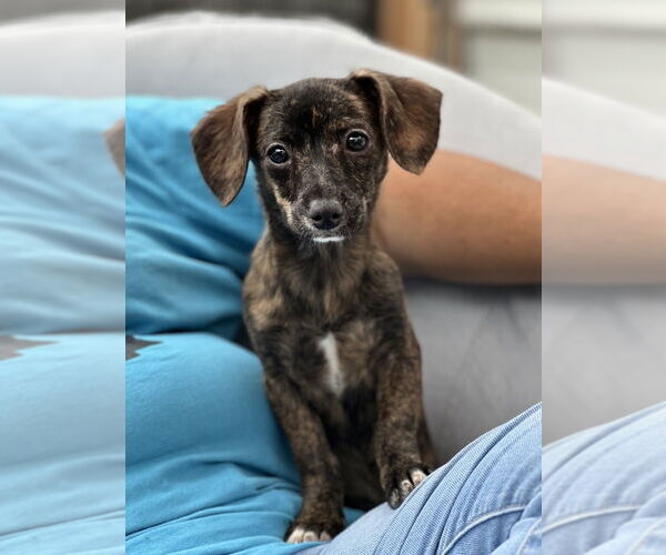 Medium Photo #5 Chiweenie Puppy For Sale in San Diego, CA, USA